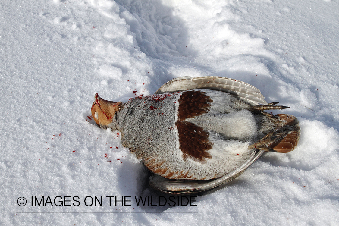 Bagged Hungarian Partridge in snow.