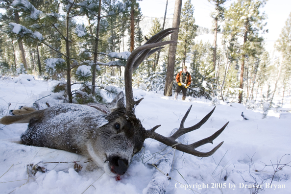 Mule deer hunter walking towards downed buck.