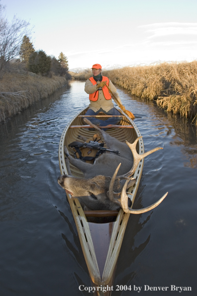 Woman big game hunter paddling canoe with bagged white-tailed deer in bow.