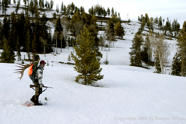 Big game hunter packing elk rack out on snowshoes.