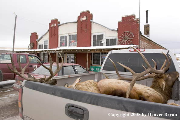 Field dressed bull elk and mule deer in back of truck.