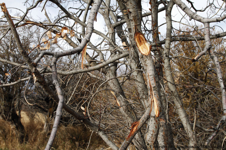 Tracking, broken branch by moose.