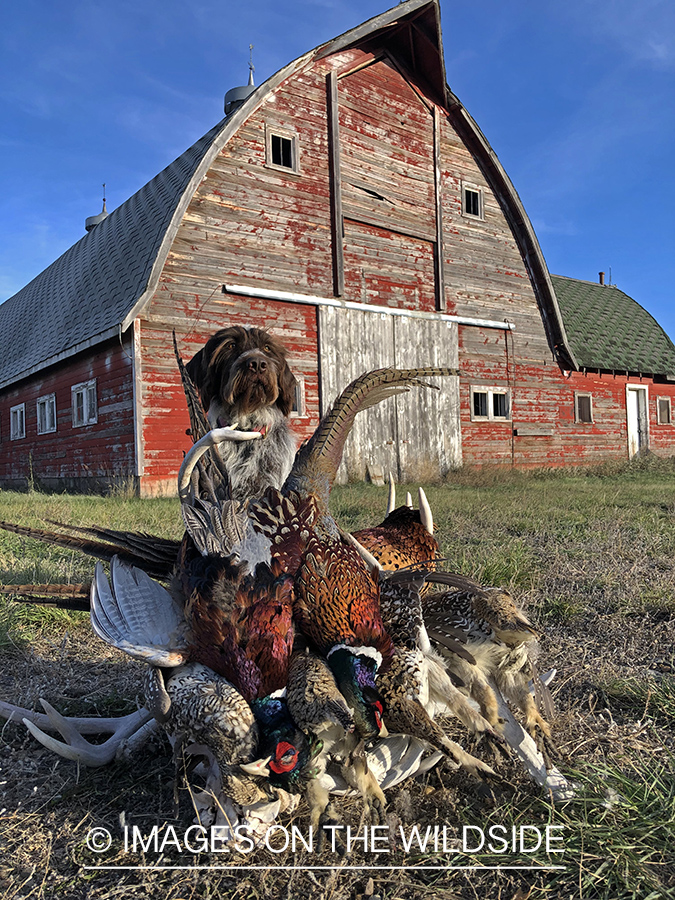 Wirehaired Pointing Griffon with bagged Sharptail Grouse and Pheasant.