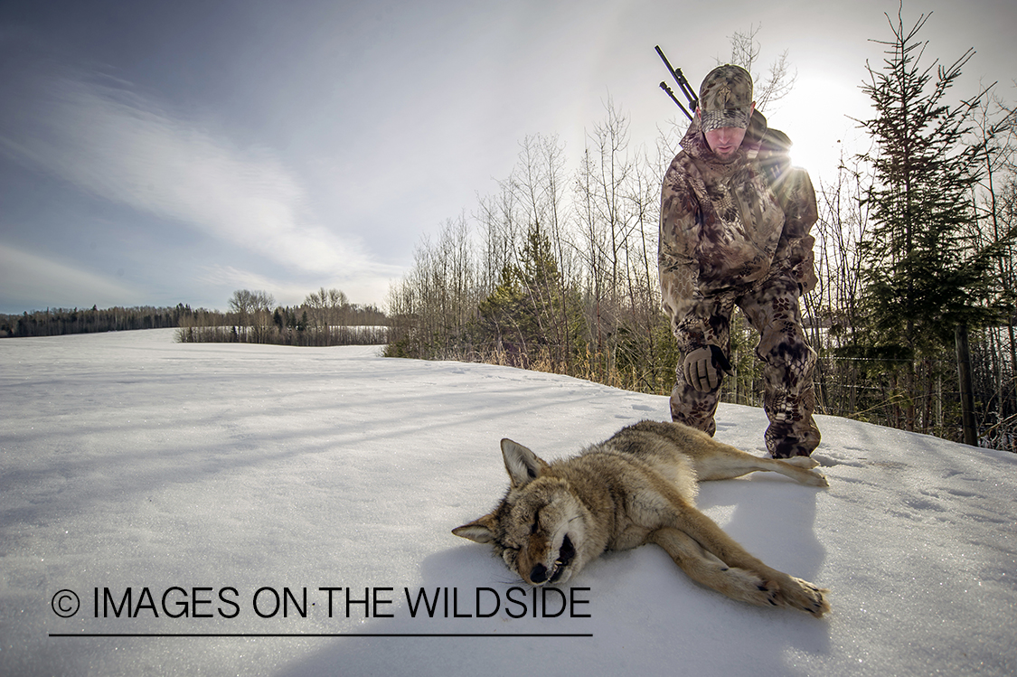 Predator hunter approaching downed coyote in snow covered field.