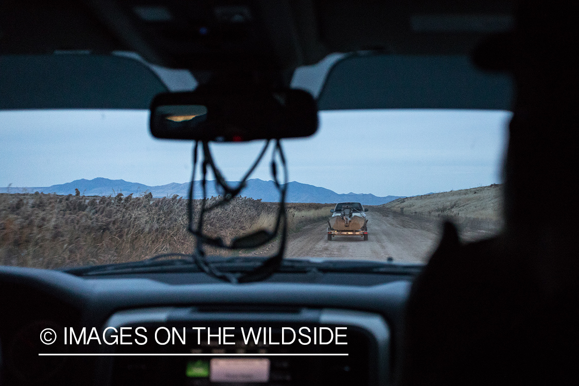 Hunting Tundra Swans and Ducks in Bear River region in Utah.