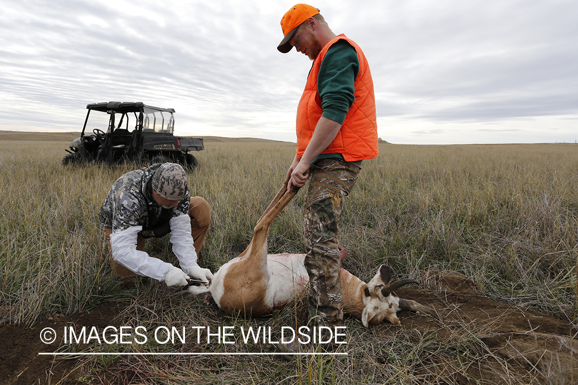 Hunters field dressing pronhorn antelope. 