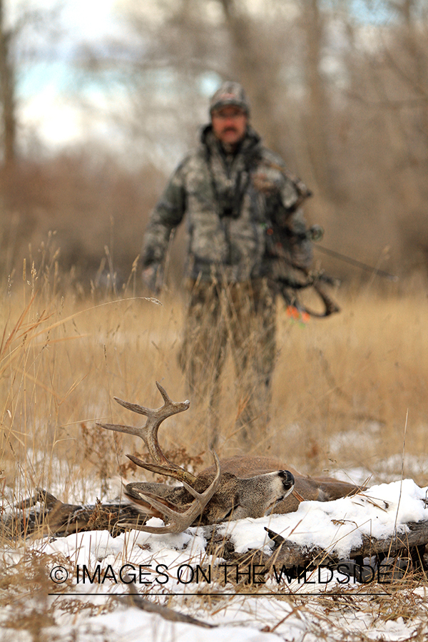 Bowhunter approaching downed white-tailed buck.