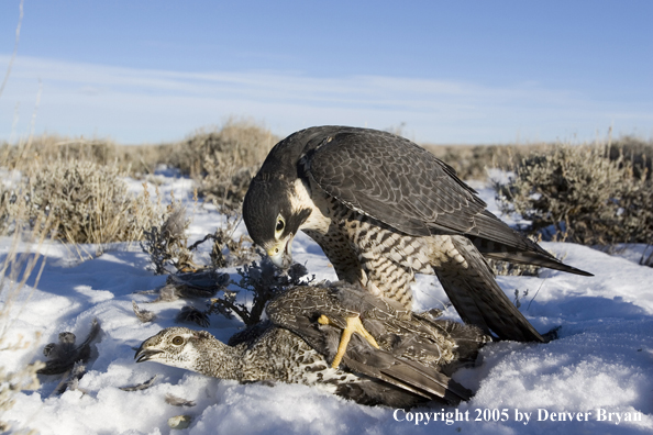 Peregrine falcon kills sage grouse.