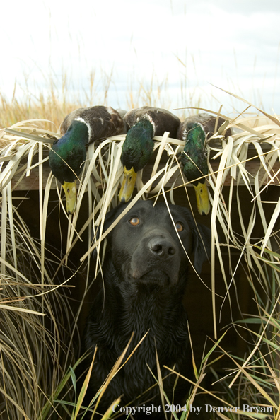 Black labrador retriever in blind with bagged mallards.