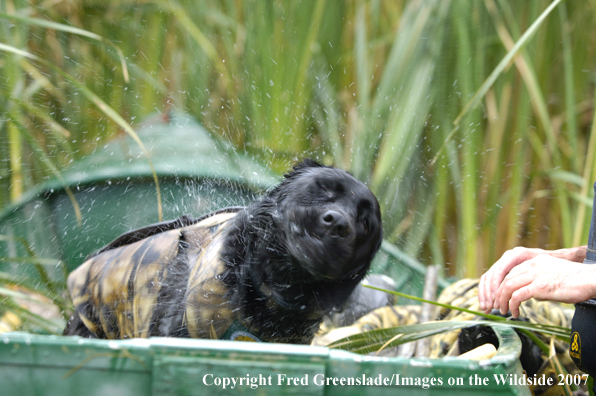 Black Labrador Retriever shaking