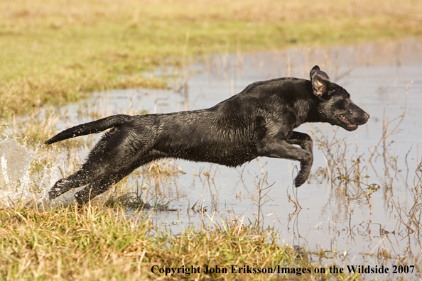 Black Labrador Retriever