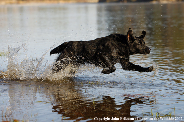 Black Labrador Retriever in field