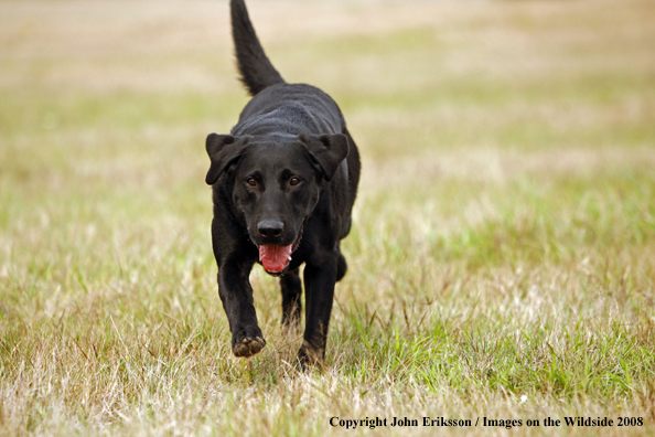 Black Labrador Retriever in field