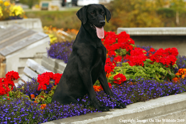 Black Labrador Retriever