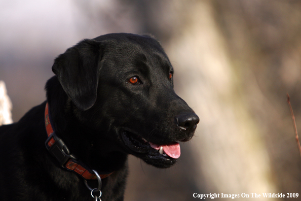 Black Labrador Retriever in field