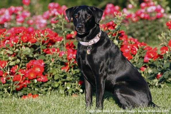 Black Labrador Retriever in yard