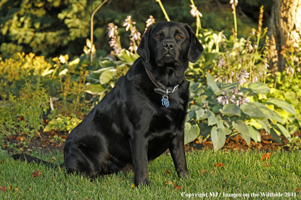 Black Labrador Retriever.