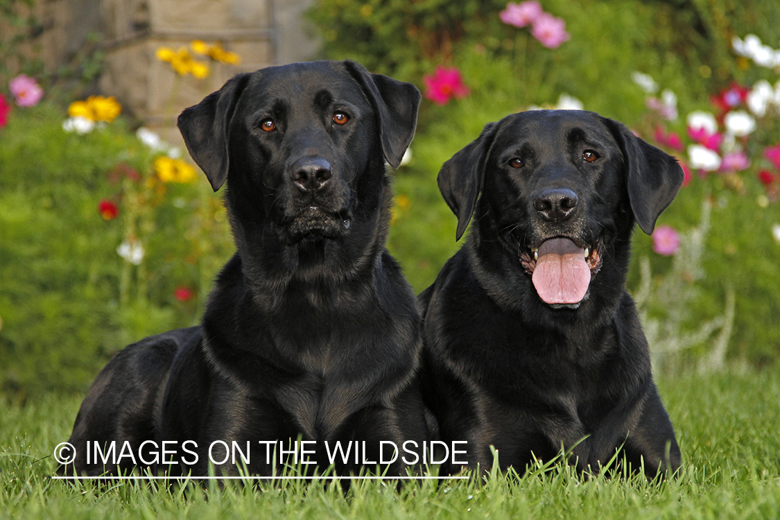 Black Labrador Retrievers