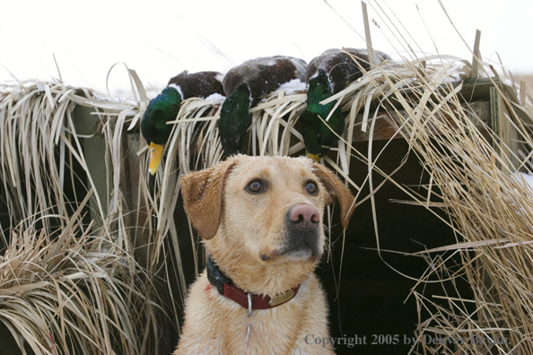 Yellow Labrador Retriever in blind with bagged ducks.