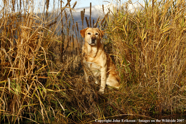 Yellow Labrador Retriever in field