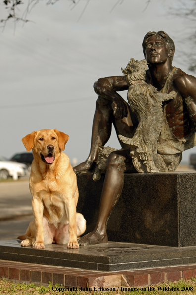 Yellow Labrador Retriever 