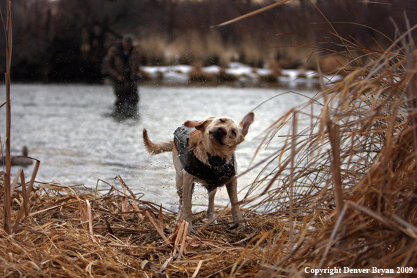 Yellow Labrador Retriever / Hunting