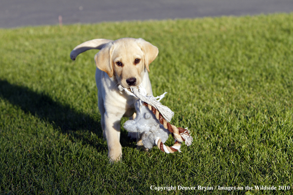 Yellow Labrador Retriever Puppy with toy