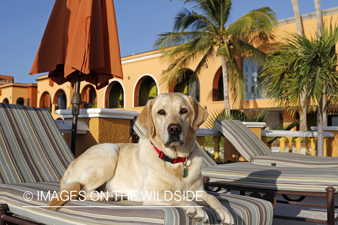 Yellow lab on lounge chair.