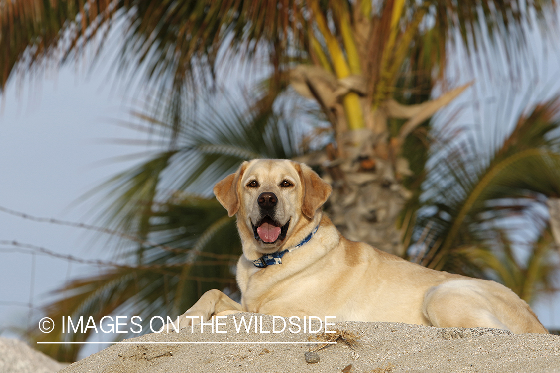 Yellow lab laying in sand.