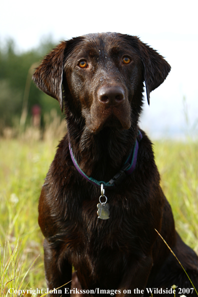 Chocolate Labrador in field