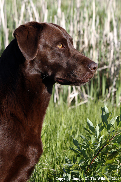 Chocolate Labrador Retriever in field