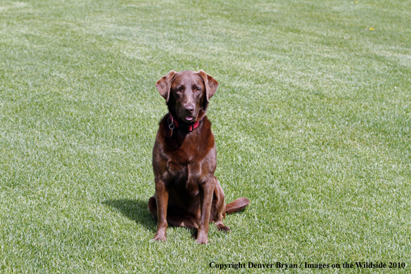 Chocolate Labrador Retriever