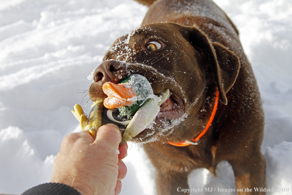 Chocolate Labrador Retriever