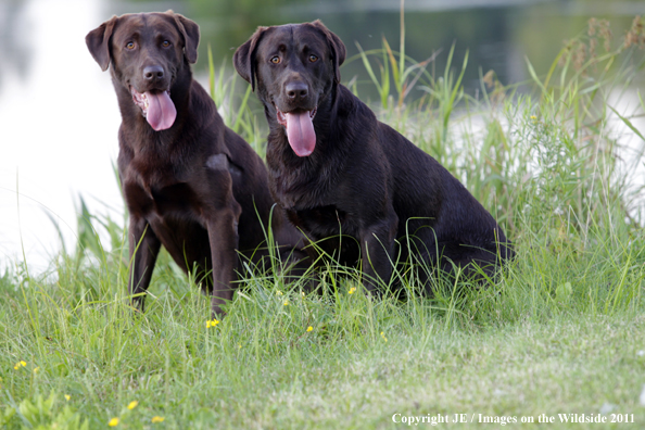 Chocolate Labrador Retrievers.