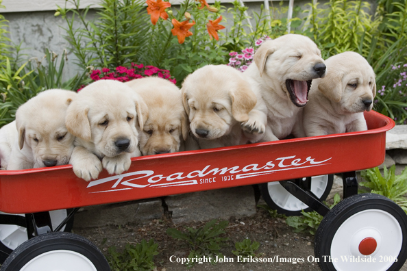 Yellow Labrador Retriever puppies.