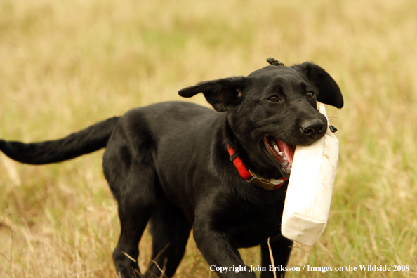 Black Labrador Retriever pup