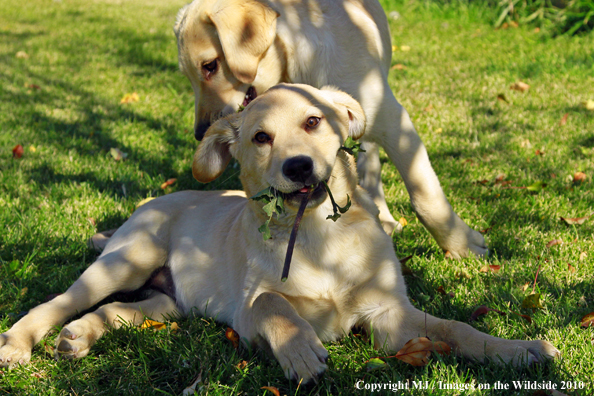 Yellow Labrador Retriever puppies