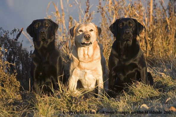 Multi-colored Labrador Retrievers