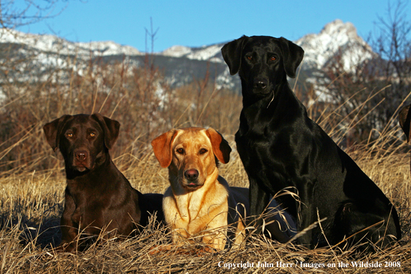 Multi-colored labrador retrievers