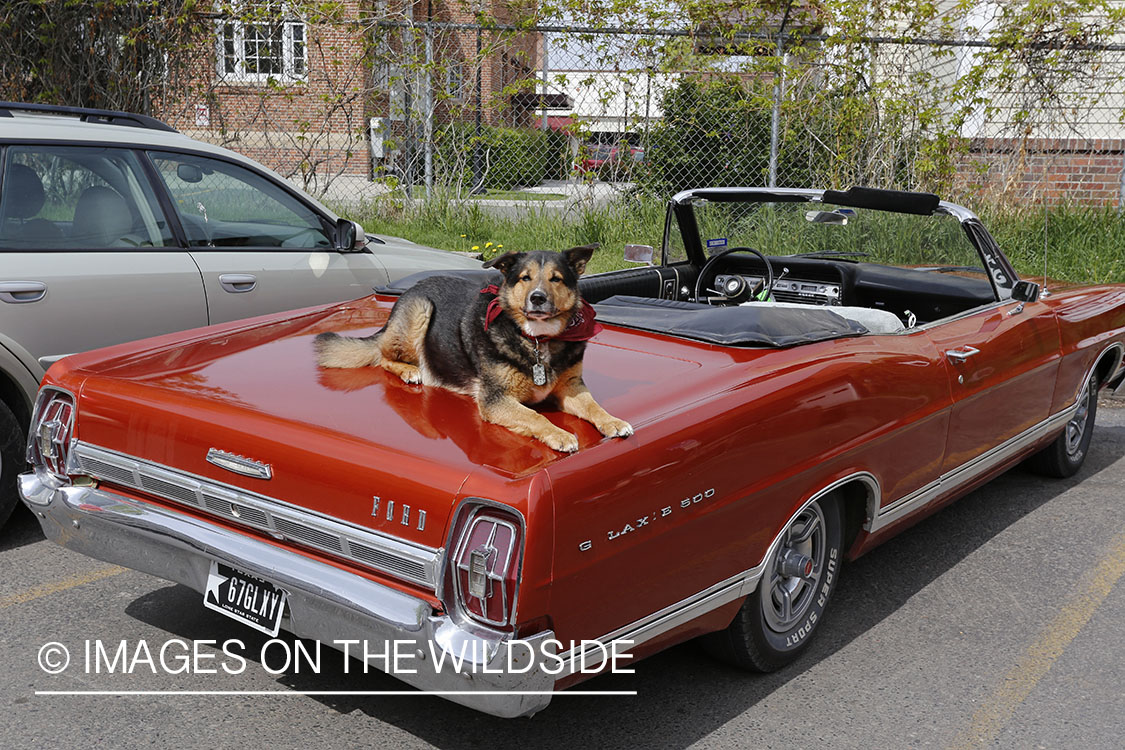 Blue Heeler/Australian Cattle Dog in car.