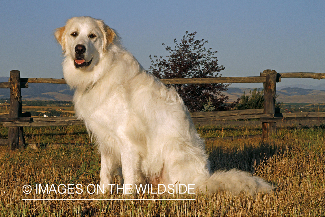 Great Pyrenees