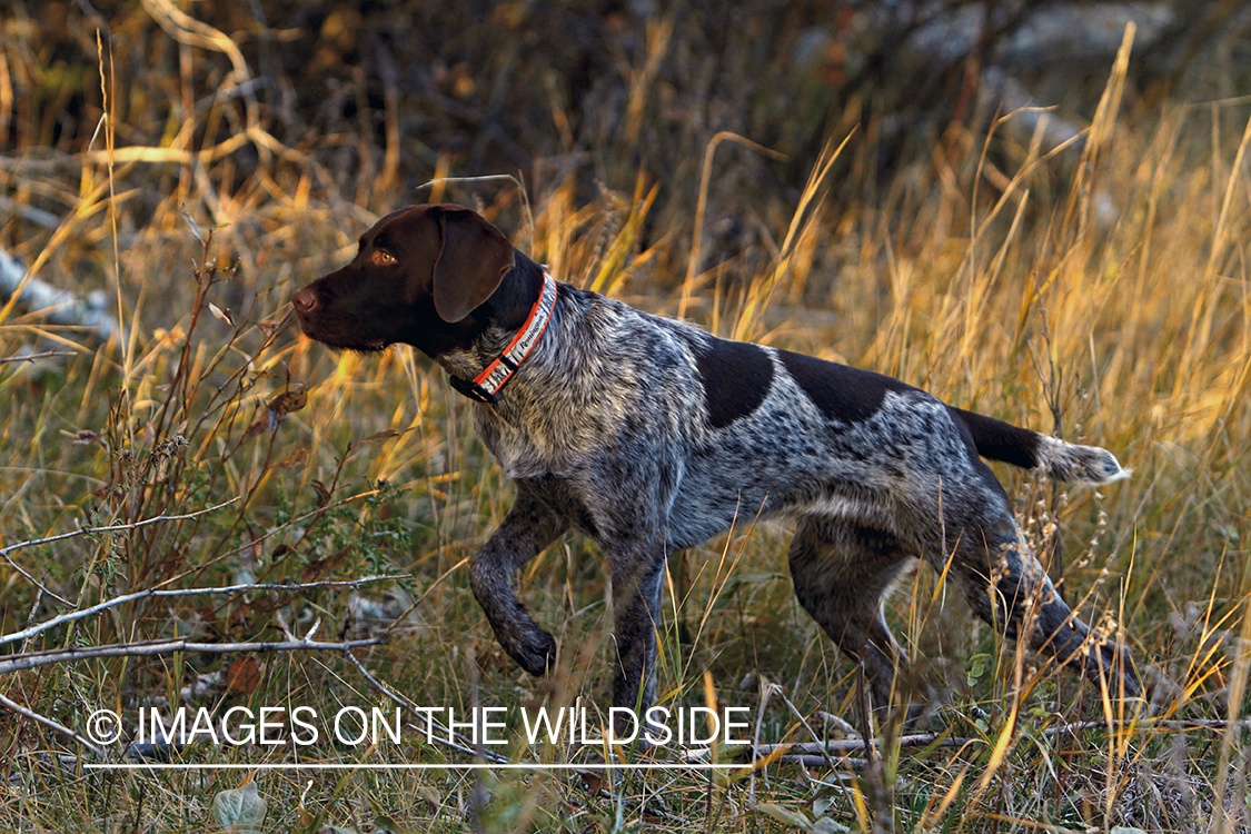 Griffon Pointer in field.