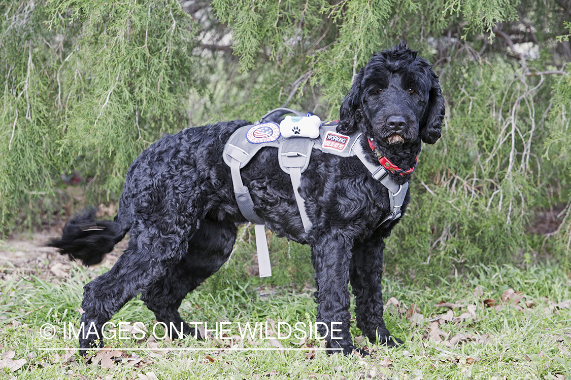 Portuguese Water Dog