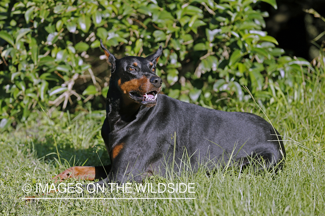 Doberman Pinscher laying in grass.