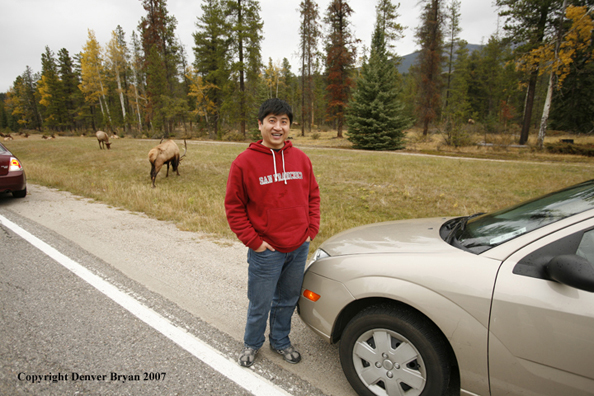 Tourist photographing another near herd of elk