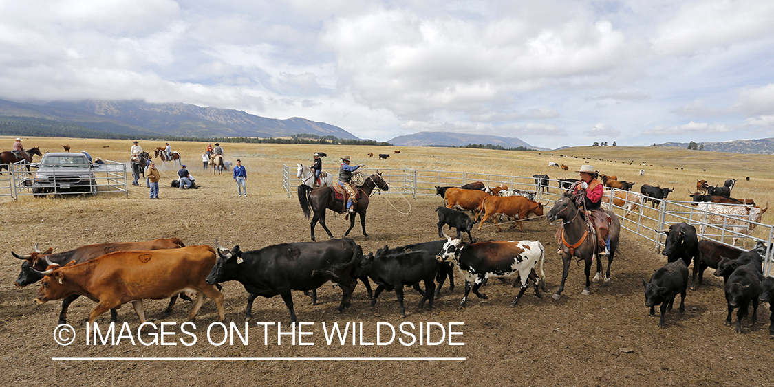 Coyboys and cowgirls herding cattle to be branded.