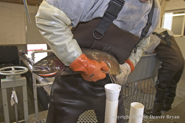 Biologist milking milt (sperm) from cutthroat trout.