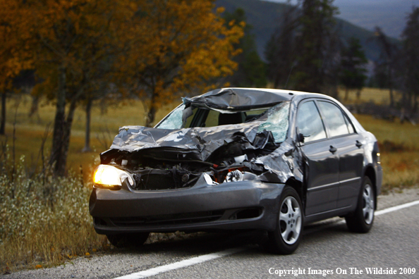 Wildlife Traffic Accident