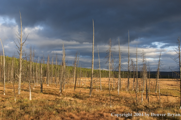 Yellowstone Landscape.