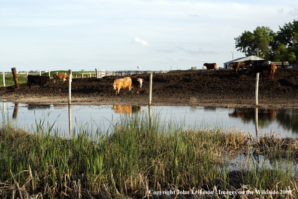 Feedlot near National Wildlife Refuge